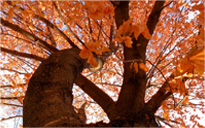 免费轰炸软件版