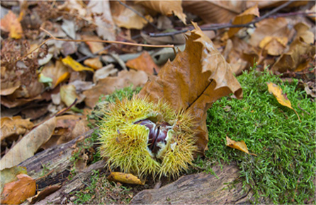 在线短信轰炸平台